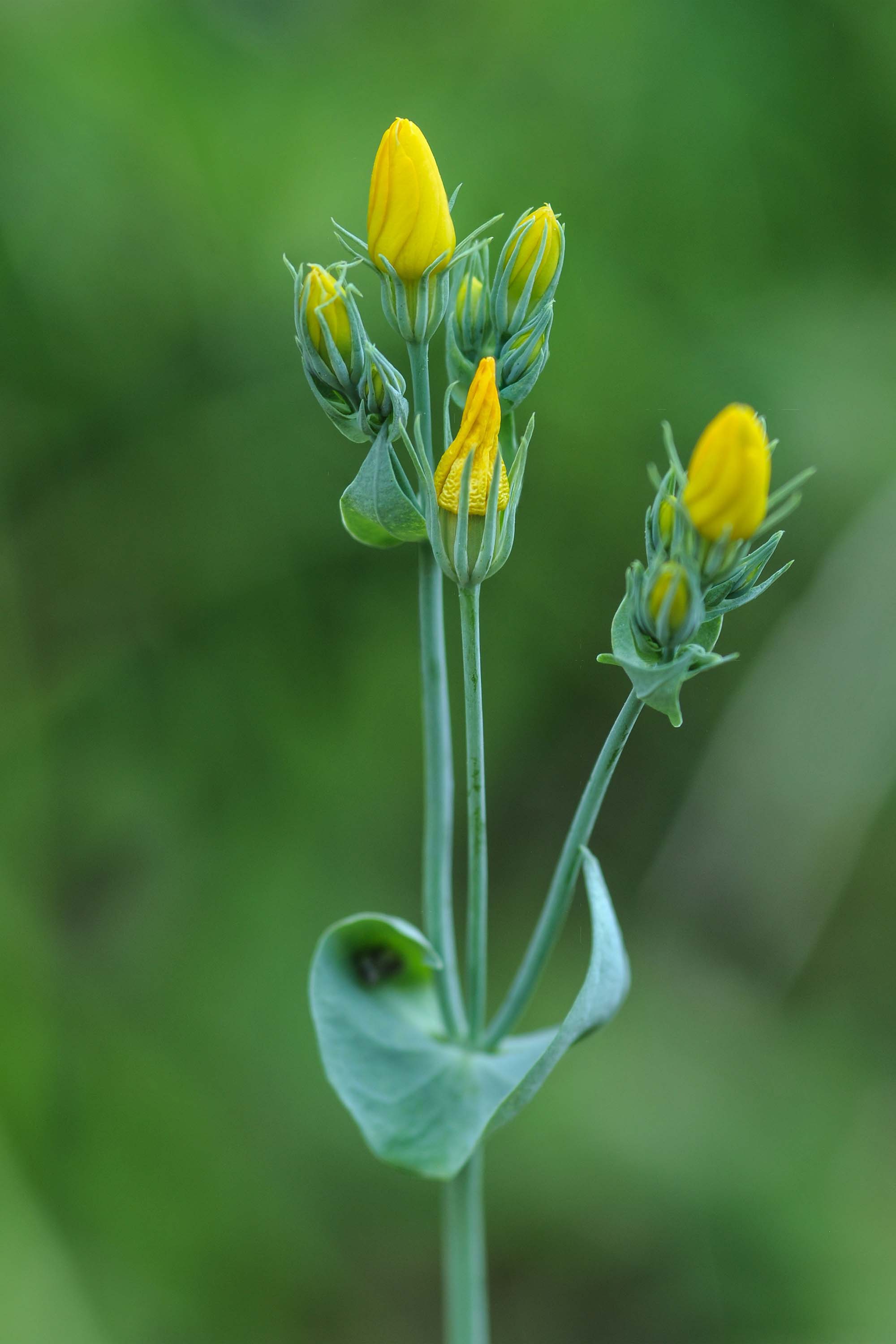Blackstonia perfoliata / Centauro giallo